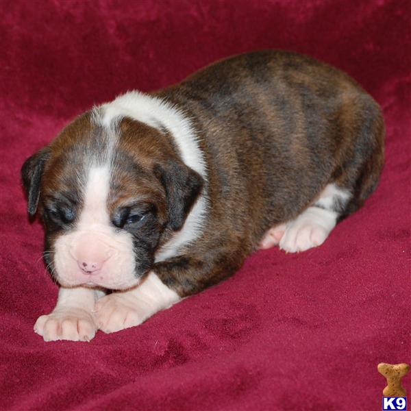 Boxer Puppies in FL